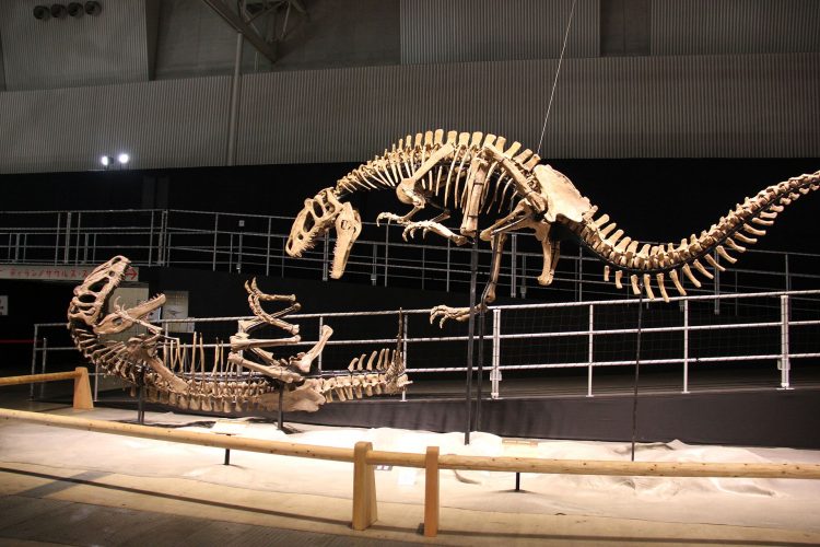 Restored skeletons mounted in fighting poses by Laika ac