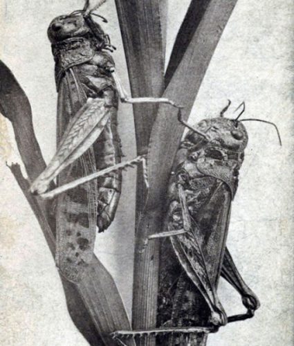 Rocky Mountain Locust
