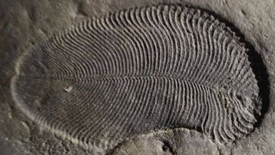 Scientists described the Dickinsonia as “soft and flexible;” “Maybe like a slug, but less watery than a jellyfish. | Photo: Australian National University