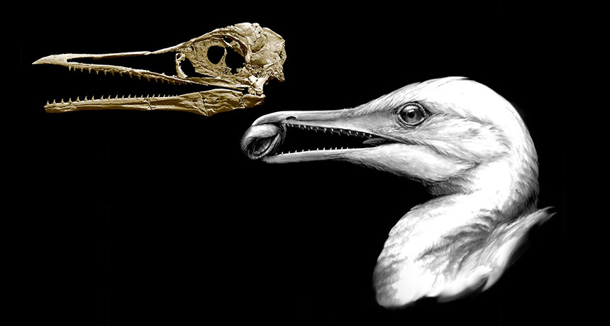 Scientists used fossils of an ancient toothed bird (illustrated at right) to make a 3-D reconstruction of its skull (left). They discovered the animal had a small beak at the tip of its snout.  MICHAEL HANSON AND B.-A. BHULLAR
