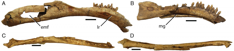 Segnosaurus galbinensis MPC-D 100/80 right hemimandible in (A) lateral, (C) dorsal, and (D) ventral views and (B) left hemimandible in medial view. Source: Wikipedia