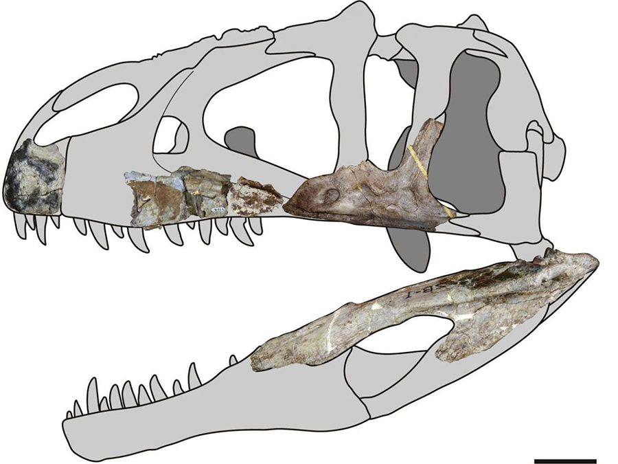 Siamraptor skull reconstruction. Credit: Chokchaloemwong et al., 2019