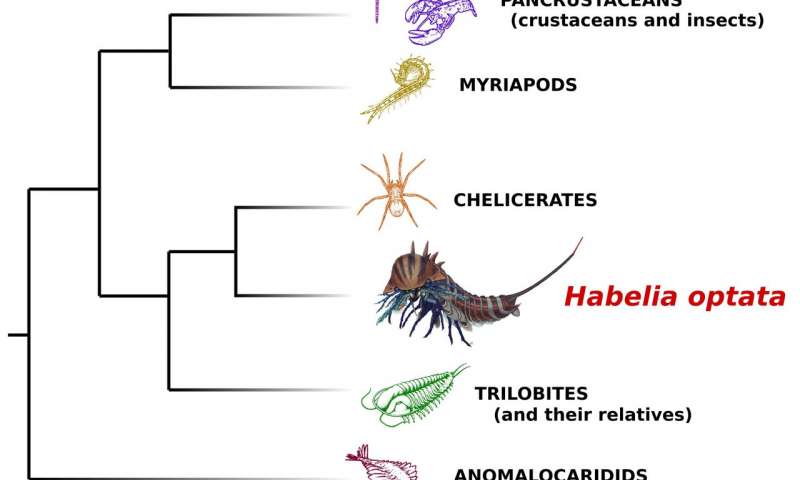 Simplified phylogeny (tree of life) showing the relationship of Habelia with other groups of arthropods. A new study by paleontologists at the University of Toronto and the Royal Ontario Museum shows that it is an early relative of chelicerates -- a group including spiders, scorpions, horseshoe crabs and mites. Credit: Cedric Aria