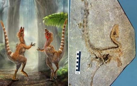 Sinosauropteryx Photo: PA