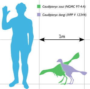 Size comparison of Caudipteryx species to a human.