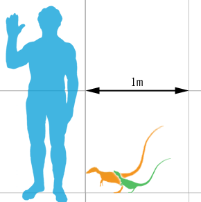 Size of adult and sub-adult specimens, compared with a human. Author: Matt Martyniuk