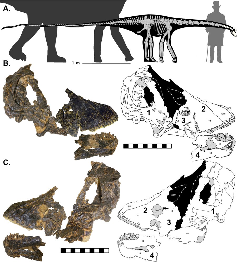 Skeletal reconstruction of CMC VP14128 to scale with a mature D. carnegii (dark grey). Grey bones are missing, while those in ivory are those present in CMC VP14128. Skeletal reconstruction based on the Diplodocus by S. Hartman. Silhouettes by S. Hartman and PhyloPic, modifications made. Skeletal reconstruction of CMC VP14128 redrawn from D. carnegii skeletal by S. Hartman. Human scale is Andrew Carnegie at his natural height of 1.6 m. Skeletal and silhouettes to scale. (B) CMC VP14128 in right lateral view with accompanying schematic. (C) CMC VP14128 in left lateral view with accompanying schematic. Schematics by DCW. The four portions of the skull numbered on accompanying schematics. Lateral views and schematics to scale. a: angular, al: alisphenoid, aof: antorbital fenestra, d: dentary, f: frontal, h: hyoid, l: lacrimal, m: maxilla, n: nasal, oc: occipital condyle, os: orbitosphenoid, p: parietal, paof: preantorbital fenestra, pf: prefrontal, pm: premaxilla, po: postorbital, pro: prootic, q: quadrate, sa: surangular, sq: squamosal. L and r before bone denotes if it is left or right. Credit: Scientific Reports (2018). DOI: 10.1038/s41598-018-32620-x