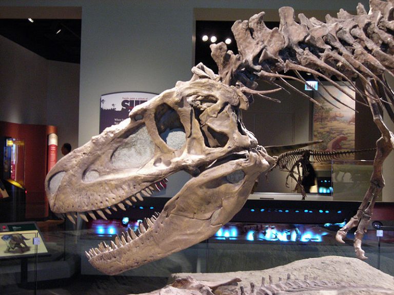 Skull and neck of Daspletosaurus, from the Field Museum of Natural History in Chicago.