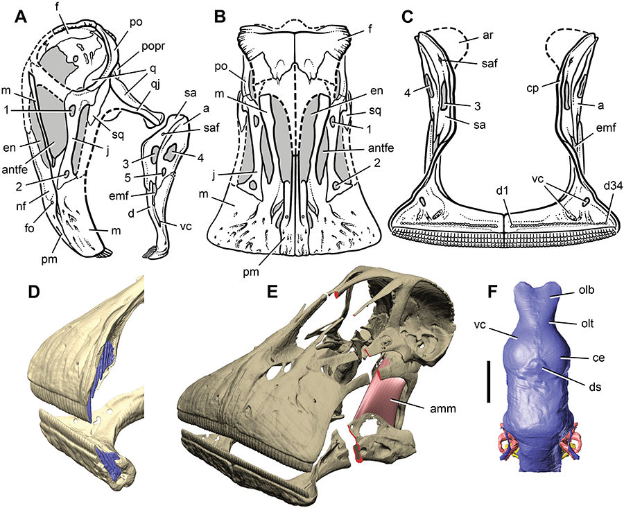 Skull of Nigersaurus taqueti and head posture in sauropodomorphs.