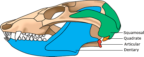 Skull of Probainognathus, an early synapsid.
