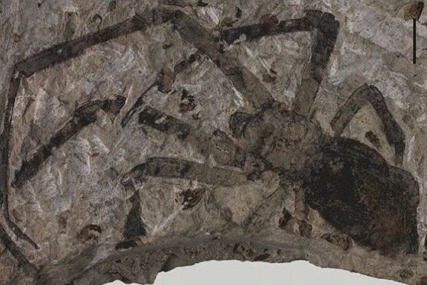 The Spidersaur: Largest Ever Fossil of Jurassic-Era Arachnid Found Perfectly Preserved After 165m Years