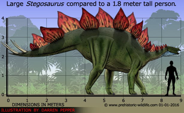Stegosaurus by Prehistoric Wildlife