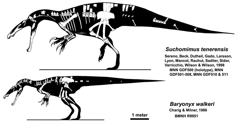 Skeletal diagram of the holotype specimen (below) compared with the closely related genus Suchomimus