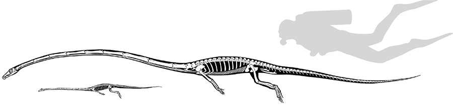 Reconstructions of the skeletons of Tanystropheus hydroides (large species, newly named) and Tanystropheus longobardicus (small species). The outline of a 170 cm tall diver serves as the scale. Credit: Beat Scheffold, PIMUZ, UZH