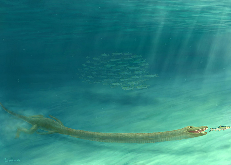 The neck of Tanystropheus was three times as long as its torso, but had only thirteen extremely elongated vertebrae. Credit: Emma Finley-Jacob