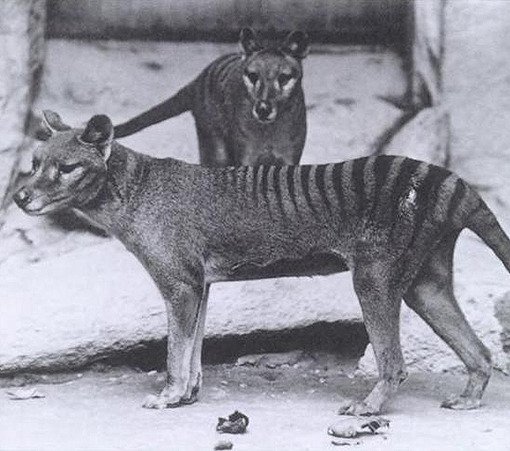 Tasmanian Tiger