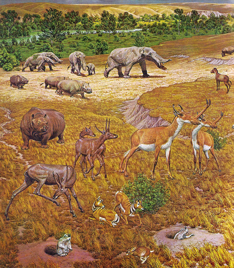 An artist’s interpretation of ancient North American fauna. The new study revealed that elephant-like gomphotheres, rhinos, horses and antelopes with slingshot-shaped horns were among the species recovered near Beeville, Texas, by Great Depression-era fossil hunters. Image credit: Jay Matternes / Smithsonian Institution.