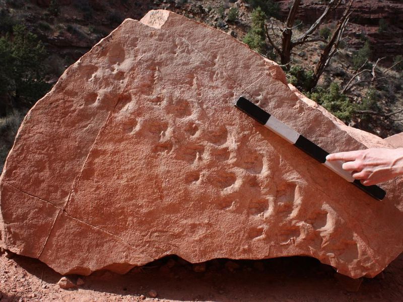 The 28 footprints capture an early reptile-like creature's unusual diagonal gait (Courtesy of Stephen Rowland)  Read more: https://www.smithsonianmag.com/smart-news/grand-canyons-oldest-footprints-are-310-million-years-old-180970638/#YS3gjfd49ty6KHgT.99 Give the gift of Smithsonian magazine for only $12! http://bit.ly/1cGUiGv Follow us: @SmithsonianMag on Twitter