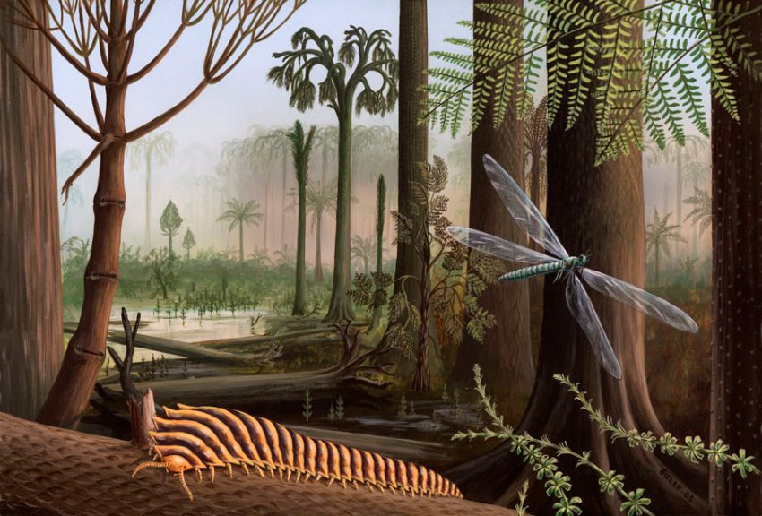 The Carboniferous Period