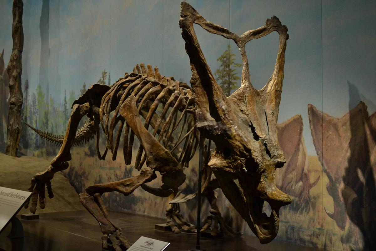 The Chasmosaurus skeleton in the Royal Tyrrell Museum of Paleontology. Credit: Royal Tyrrell Museum of Paleontology
