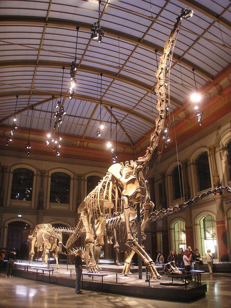 The Dinosaur Hall seen from the entrance, with the skeleton of Giraffatitan (formerly Brachiosaurus) brancai in the center. Photo by Axel Mauruszat