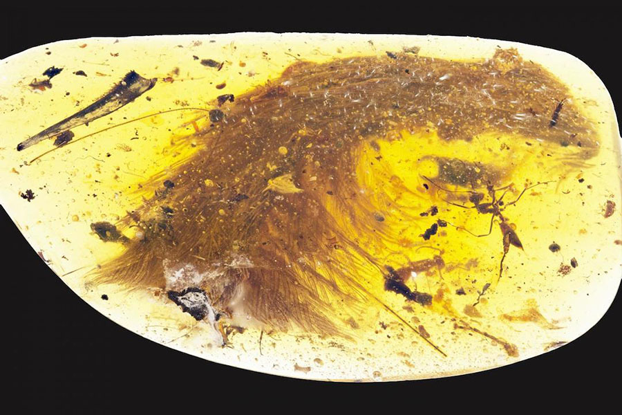 The amber preserved the feathers and the soft tissue of the dinosaur's tail, allowing the scientists to study the evolution of feathers and pinpoint the species. Royal Saskatchewan Museum (RSM/ R.C. McKellar)