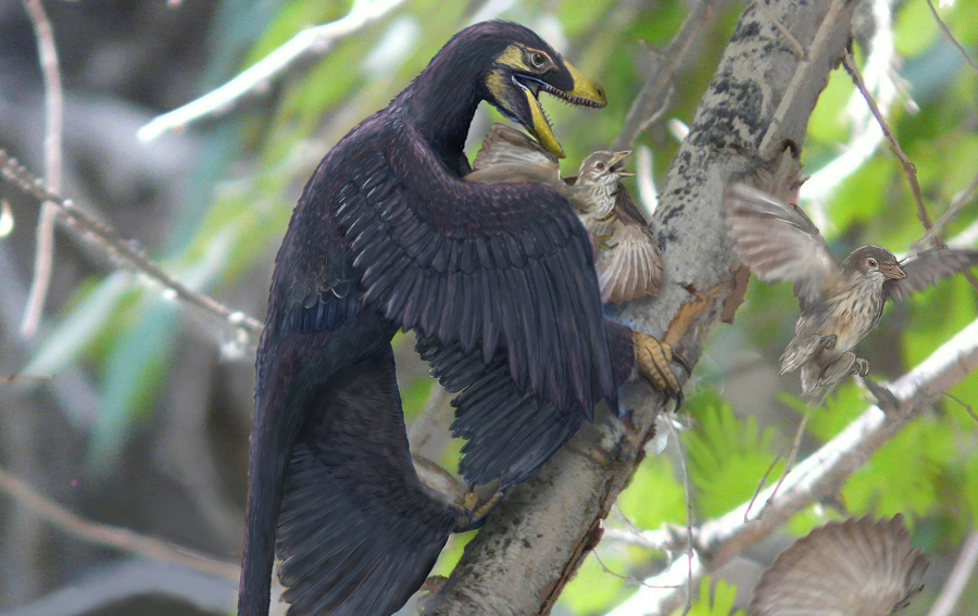 Meet the ancestors: The feathered dinosaur Microraptor pounces on a nest of primitive birds (Sinornis). Both species lived during the Cretaceous Period (~120 million years ago) in what is now northern China. Image: Brian Choo.  Read more at https://www.businessinsider.com.au/video-this-is-how-large-meat-eating-dinosaurs-became-feather-weight-flyers-2014-7#UJt2ThtWgjTotYVu.99