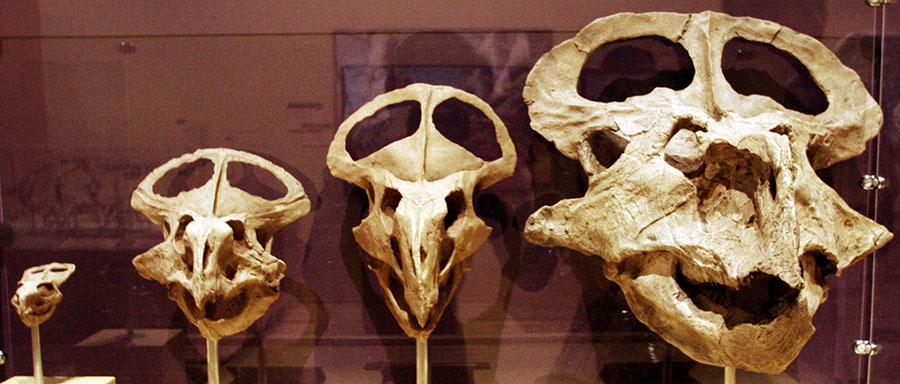 The growth of a dinosaur called Protoceratops, from newborn baby (on the left) to grown-up (on the right). (Image: Harry Nguyen/Wikimedia Commons)