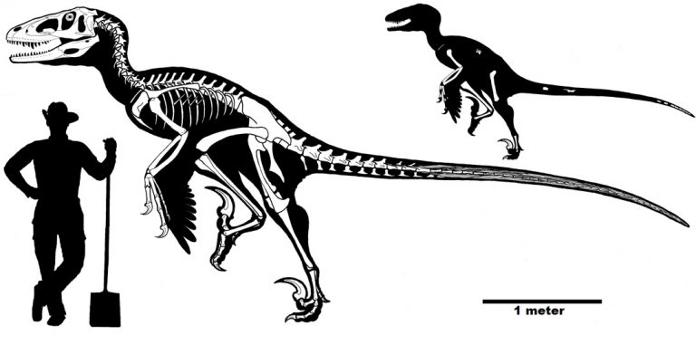 The known elements of Dakotaraptor and a reconstructed skeleton. From DePalma et al., 2015.