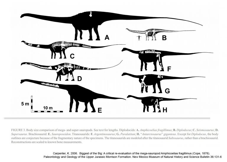 The relative size of Amphicoelias fragillimus compared to other sauropods