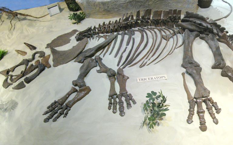The skeleton of "Larry" the Triceratops. "Larry's" uniquely kinked tail has given researchers clues into the animal's lifestyle in a new study published, Jan 7. Photo c/o the Badlands Dinosaur Museum