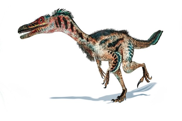 This illustration shows what palaeontologists believe Velociraptor actually looked like © Leonello Calvetti / Science Photo Library