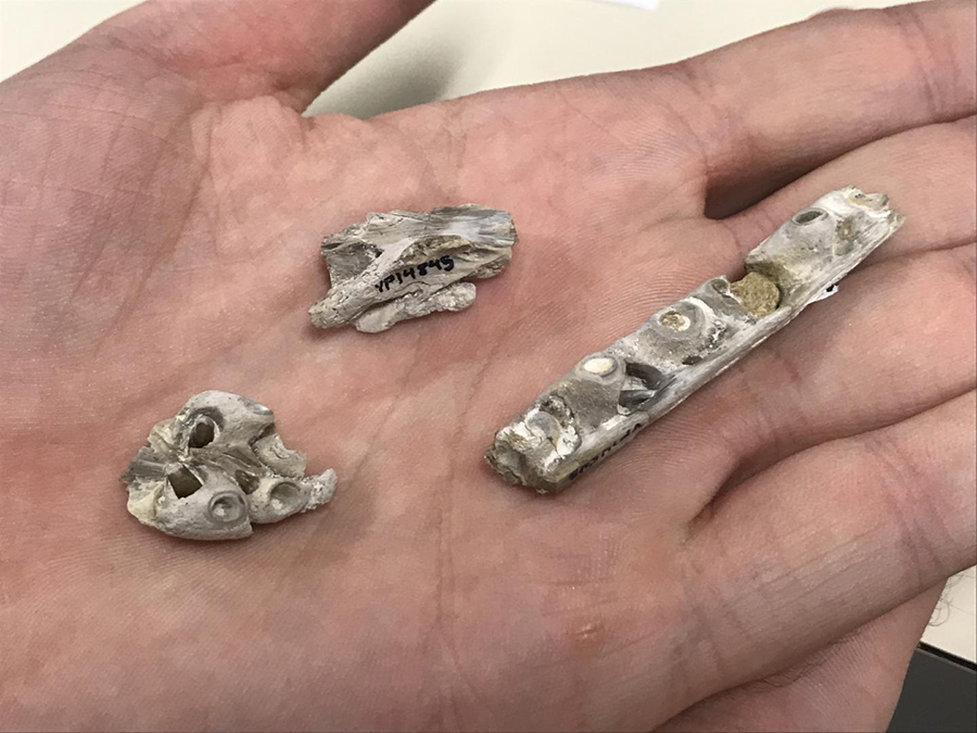 This photo shows from left to right a partial snout with teeth and tooth bases, partial braincase, and a section of upper jaw with tooth bases.  CREDIT Credit: Ms. Christina Byrd, Paleontology Collections Manager at the Sternberg Museum of Natural History in Hays, Kansas.
