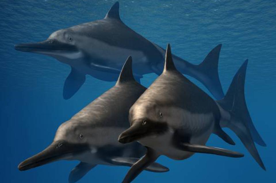 This species of ichthyosaur , Ichthyosaurus Anningae is named in honor of Mary Anning. BY NOBU TAMURA