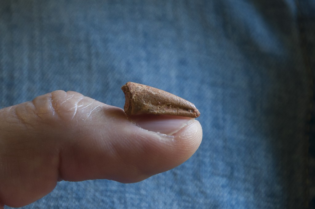 This tiny toe tip of a baby Spinosaurus reveals a surprisingly big piece of information about the famous dinosaur. (Credit G. Bindellini)