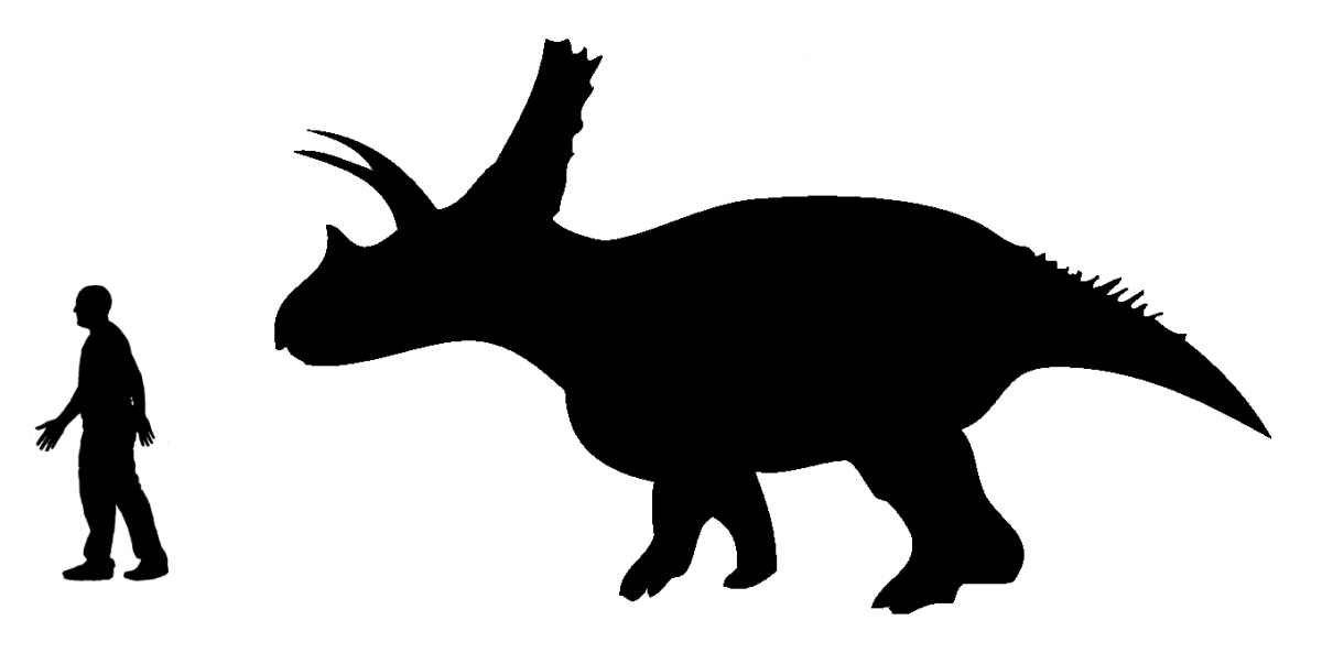 Size comparison of the derived chasmosaurine ceratopsian Titanoceratops and the human by Andrew A. Farke.