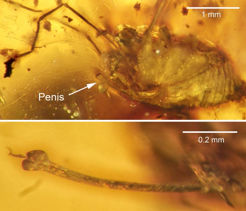 Top: The daddy longlegs with penis identified. Below: Close-up of the fully erect penis. (Image: J. A. Dunlop et al., 2016)