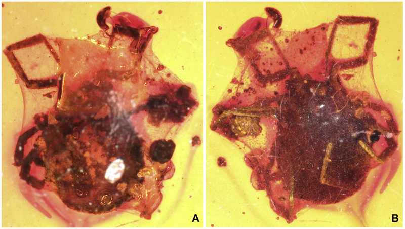 Top and bottom views of the encased tick. (Image: J. A. Dunlop et al., 2018/Cretaceous Research)