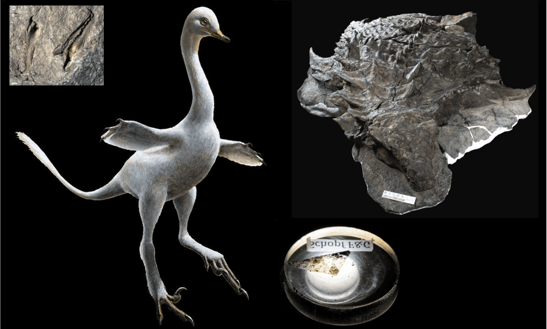  Some of the best fossils of 2017. Composite: WILLIAM GRAF, University of Wisconsin – Madison/Erikkson et al 2017/Lukas Panzarin/Andrea Cau/Royal Tyrrell Museum of Palaeontology
