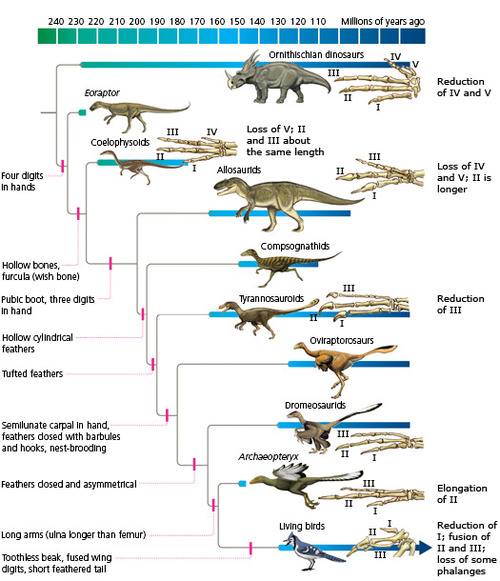 Transitional Fossils & Transitional Forms