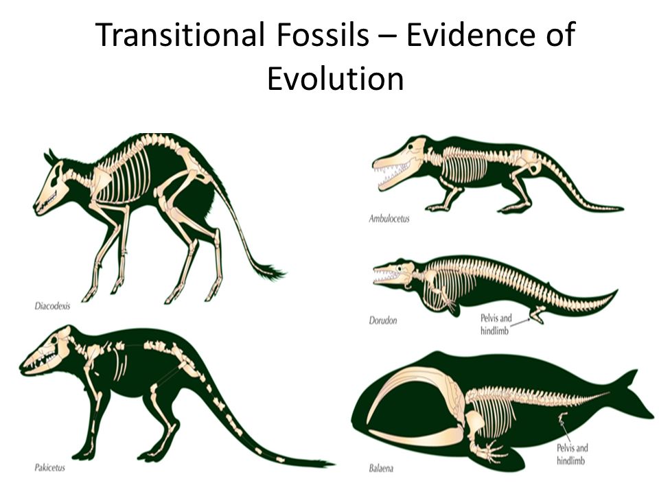 Transitional Fossils – Evidence of Evolution