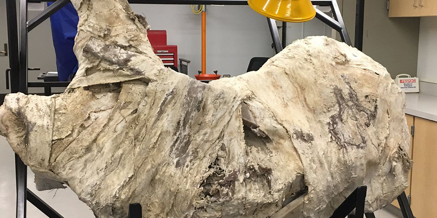 Paleontologists at the Cincinnati Museum are removing a Triceratops skull from its protective plaster, burlap and toilet paper covering before they remove the rock from around it. (Source: WXIX)