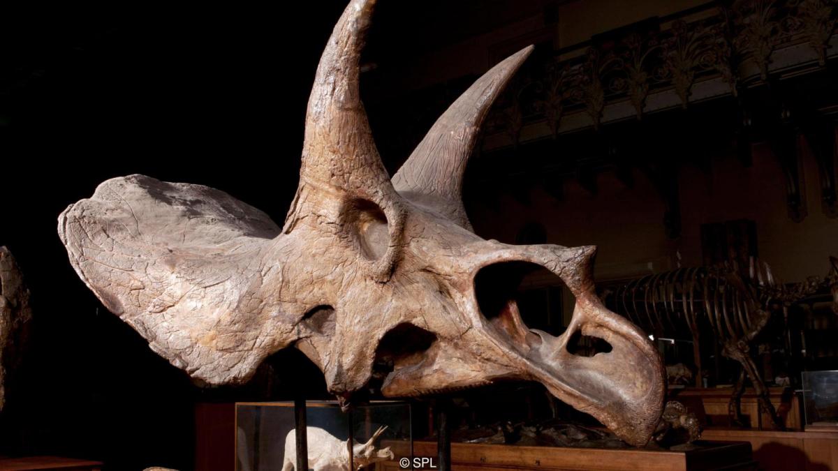 Triceratops (Credit: SPL)