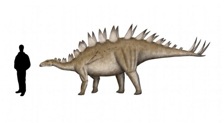 Tuojiangosaurus multispinus by Pachyornis