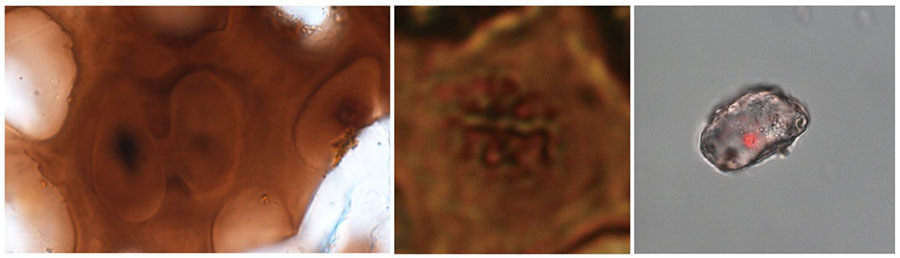 Left: Two cartilage cells shown still connected in a way that resembles the final stages of cell division. Center: A cell containing structures that resemble chromosomes. Right: An isolated dinosaur cartilage cell with red staining that indicates the presence of DNA. Science China Press