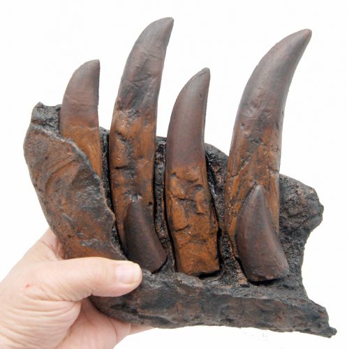 Tyrannosaurus rex tooth progression from the juvenile tinker