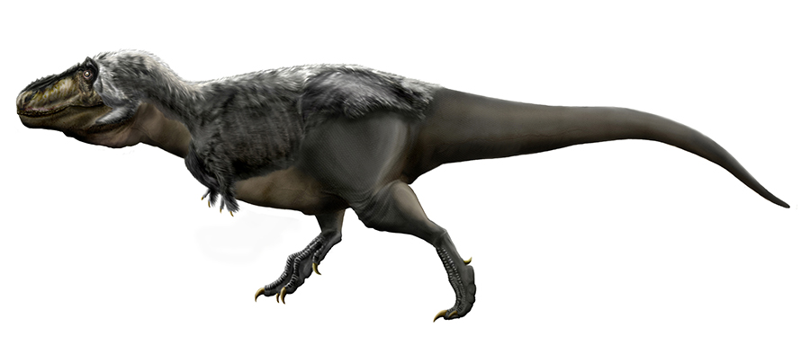 Illustration of Tyrannosaurus rex. Credit: Wikimedia Commons