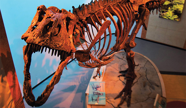 The T. rex, nicknamed Scotty is on display at the Royal Saskatchewan Museum in Regina. Photo courtesy of “The Saskatchewanderer”, Royal Saskatechewan Museum in Regina.