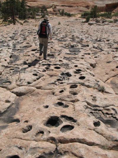 University of Utah geologist Winston Seiler walks among hundreds of what appear to be dinosaur footprints in a “trample surface” that likely was a watering hole amid desert sand dunes during the Jurassic Period 190 million years ago. The track site, which also appears to include some dinosaur tail-drag marks, is located in Coyote Buttes North area along the Arizona-Utah border. Credit: Roger Seiler