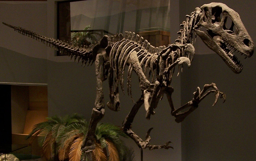 The Senate approved a proposition to christen Utahraptor as the Utah State Dinosaur. but it was decided to be a recognized insignia of the state instead. Photo: Zach Tirrell / CC BY-SA 2.0